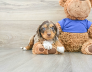 6 week old Cockapoo Puppy For Sale - Premier Pups