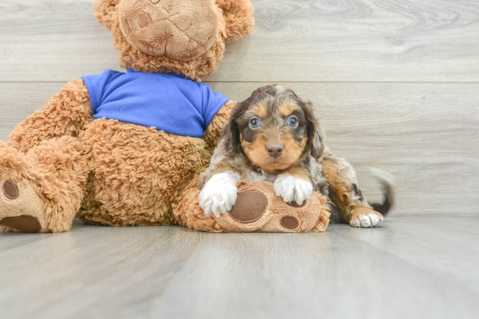 Cockapoo Pup Being Cute