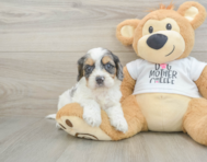 8 week old Cockapoo Puppy For Sale - Premier Pups
