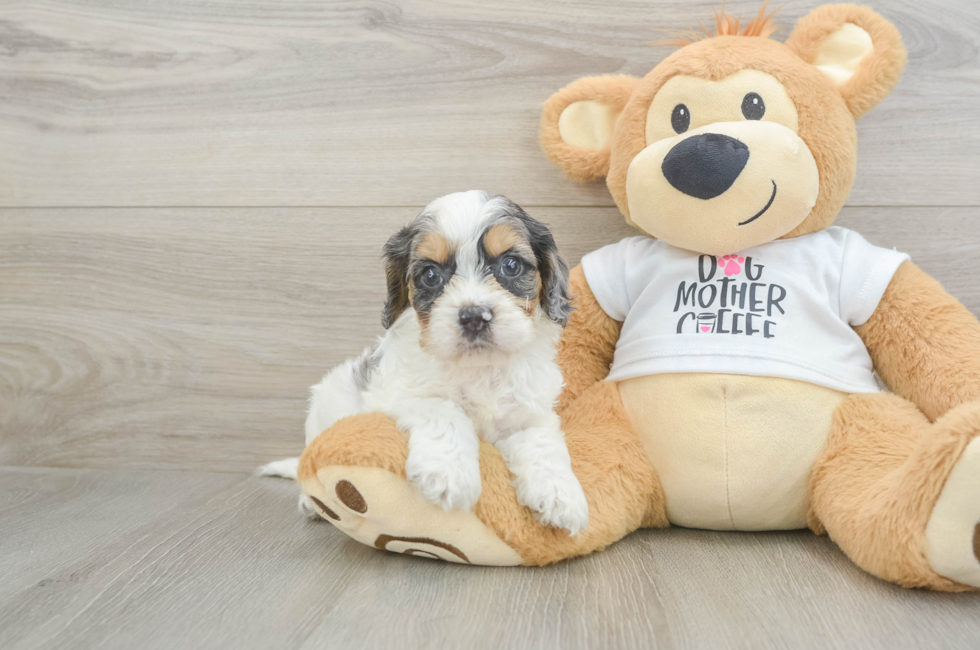 5 week old Cockapoo Puppy For Sale - Premier Pups