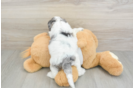 Best Cockapoo Baby