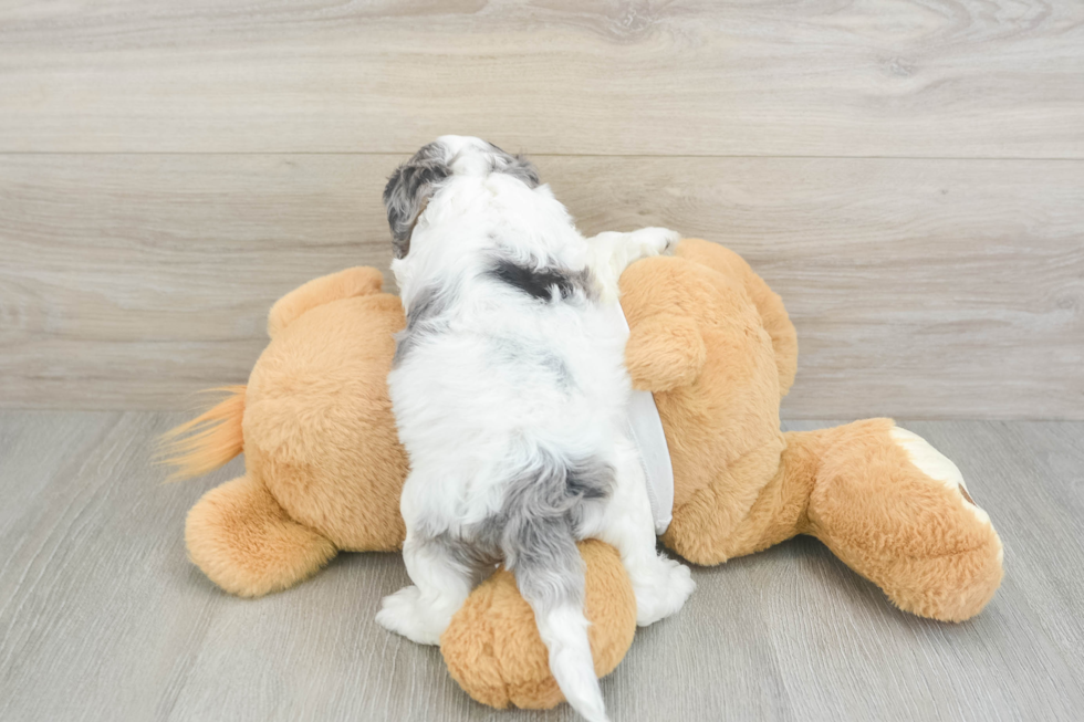 Best Cockapoo Baby