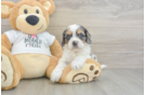 Sweet Cockapoo Baby