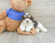 6 week old Cockapoo Puppy For Sale - Premier Pups