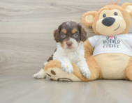 8 week old Cockapoo Puppy For Sale - Premier Pups