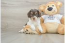 Smart Cockapoo Poodle Mix Pup