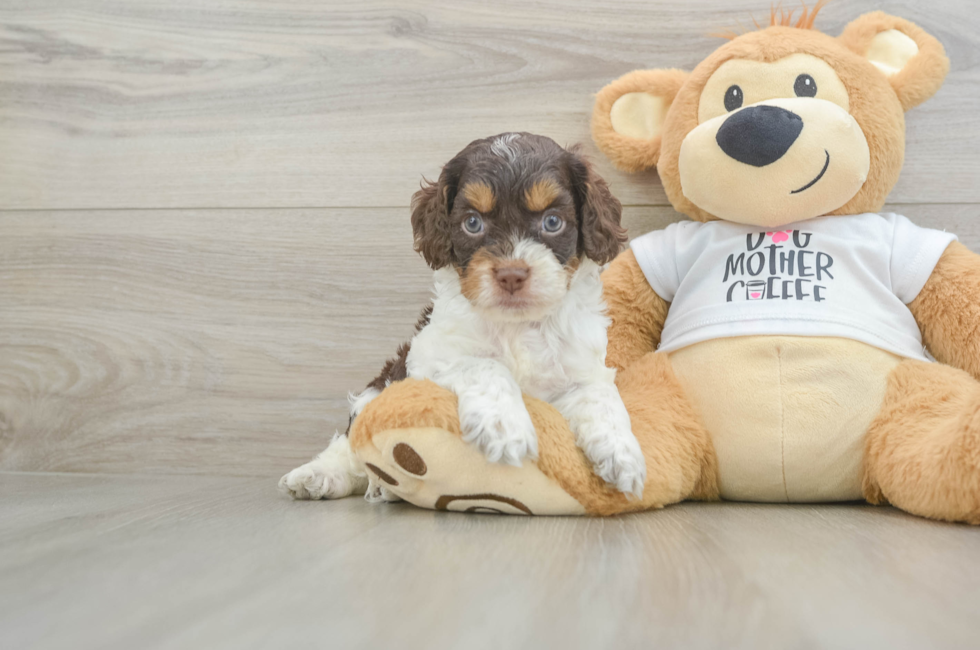 5 week old Cockapoo Puppy For Sale - Premier Pups