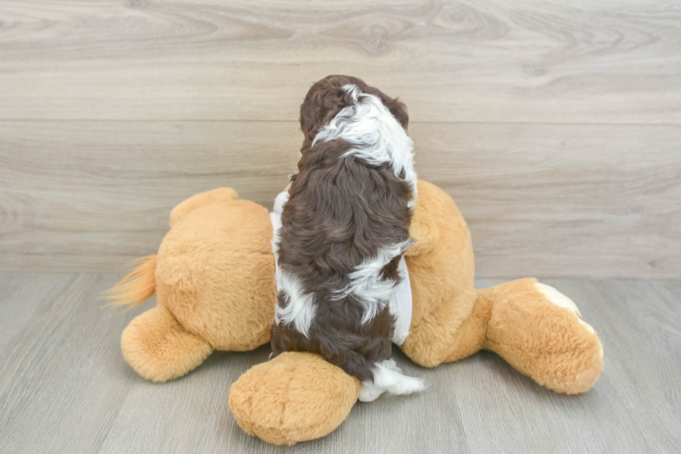 Cockapoo Pup Being Cute