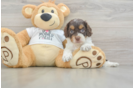 Popular Cockapoo Poodle Mix Pup
