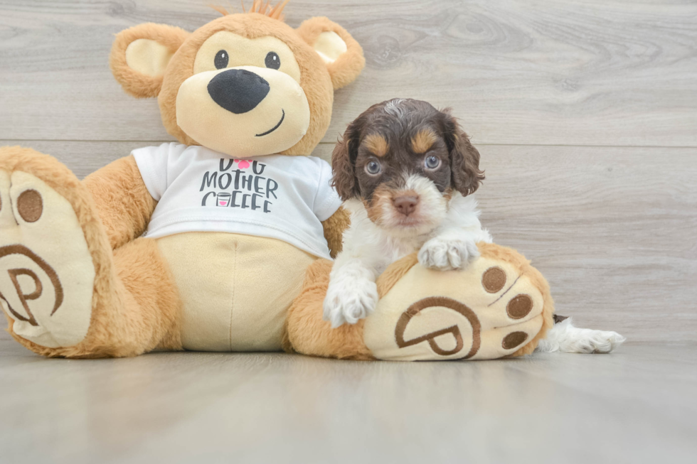 Popular Cockapoo Poodle Mix Pup