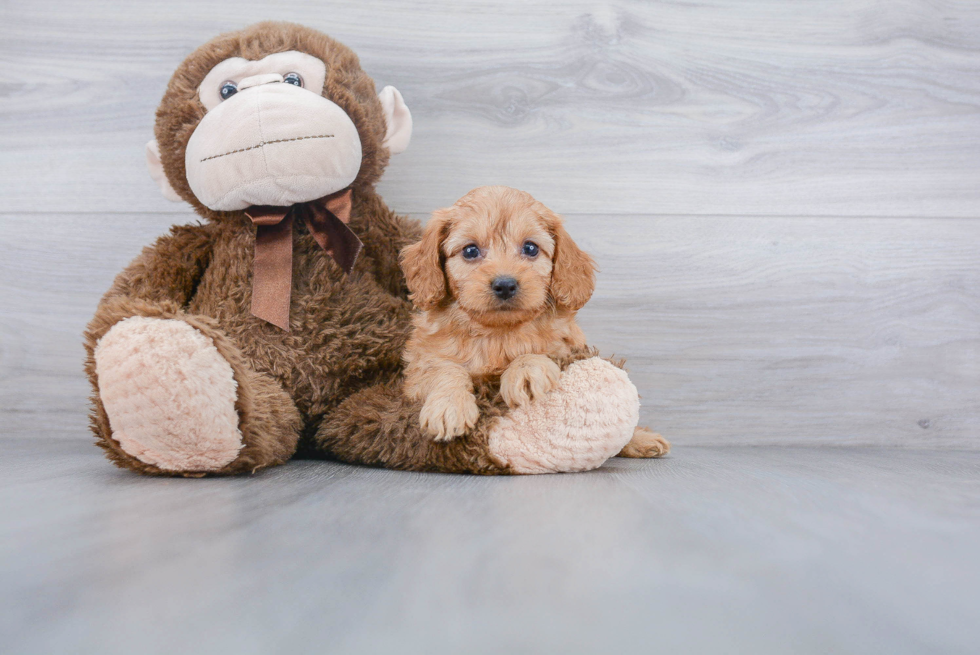 Best Cockapoo Baby