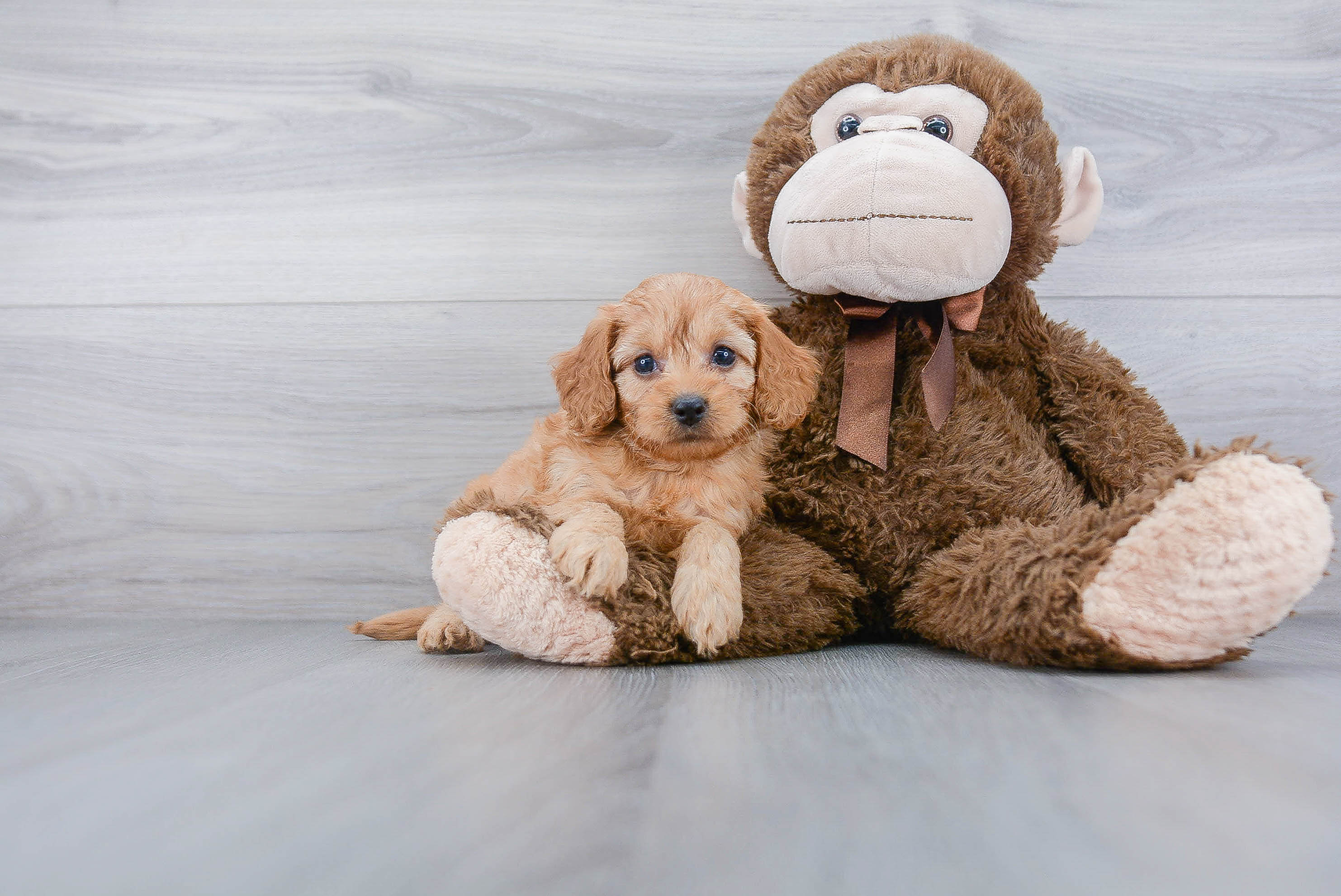 Cockapoo Pup Being Cute