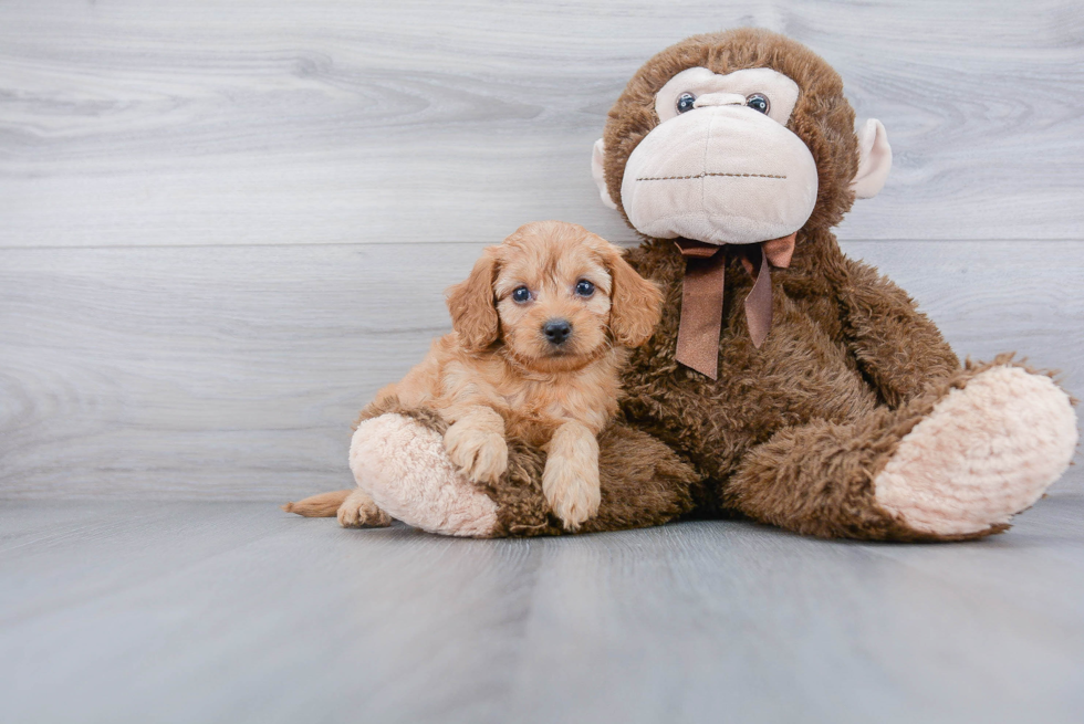 Cockapoo Pup Being Cute