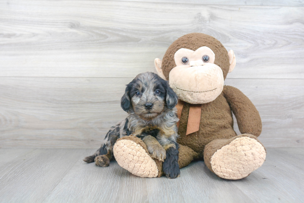 Playful Cockerpoo Poodle Mix Puppy