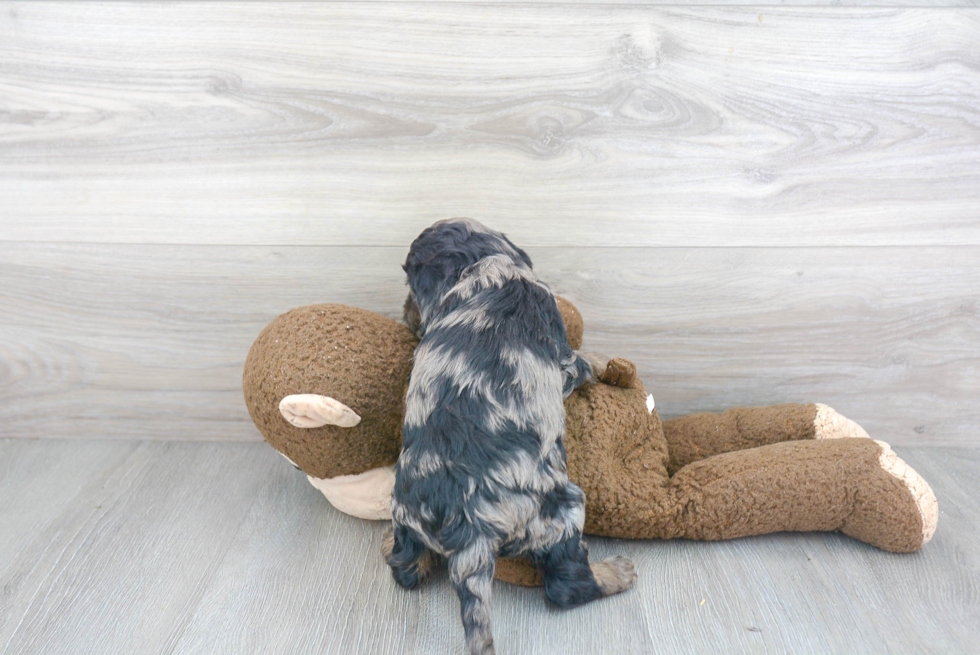 Small Cockapoo Baby