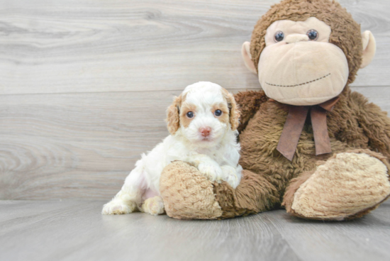 Happy Cockapoo Baby