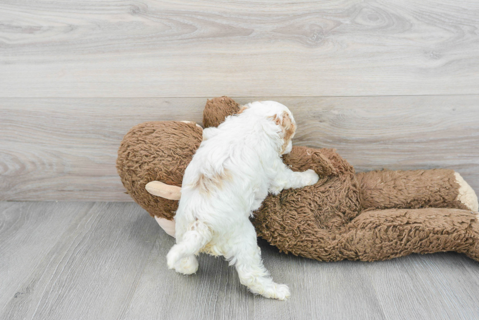 Cockapoo Pup Being Cute