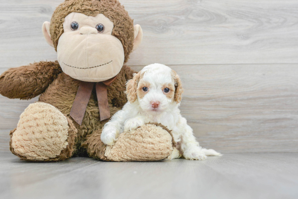 Cockapoo Pup Being Cute