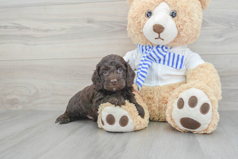 Cockapoo Pup Being Cute