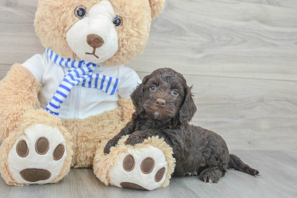 Petite Cockapoo Poodle Mix Pup