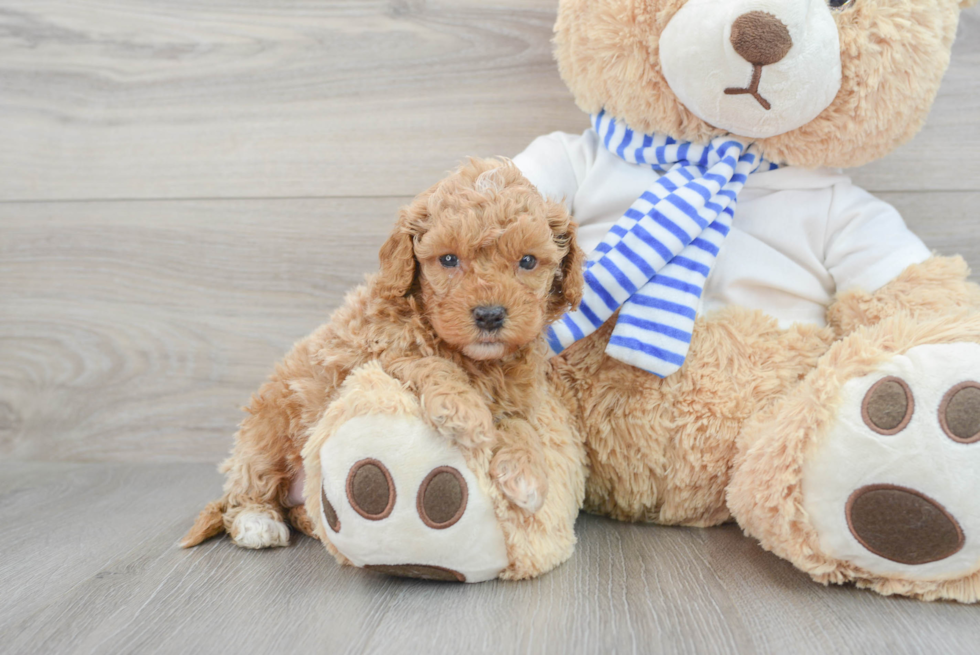 Little Cockerpoo Poodle Mix Puppy