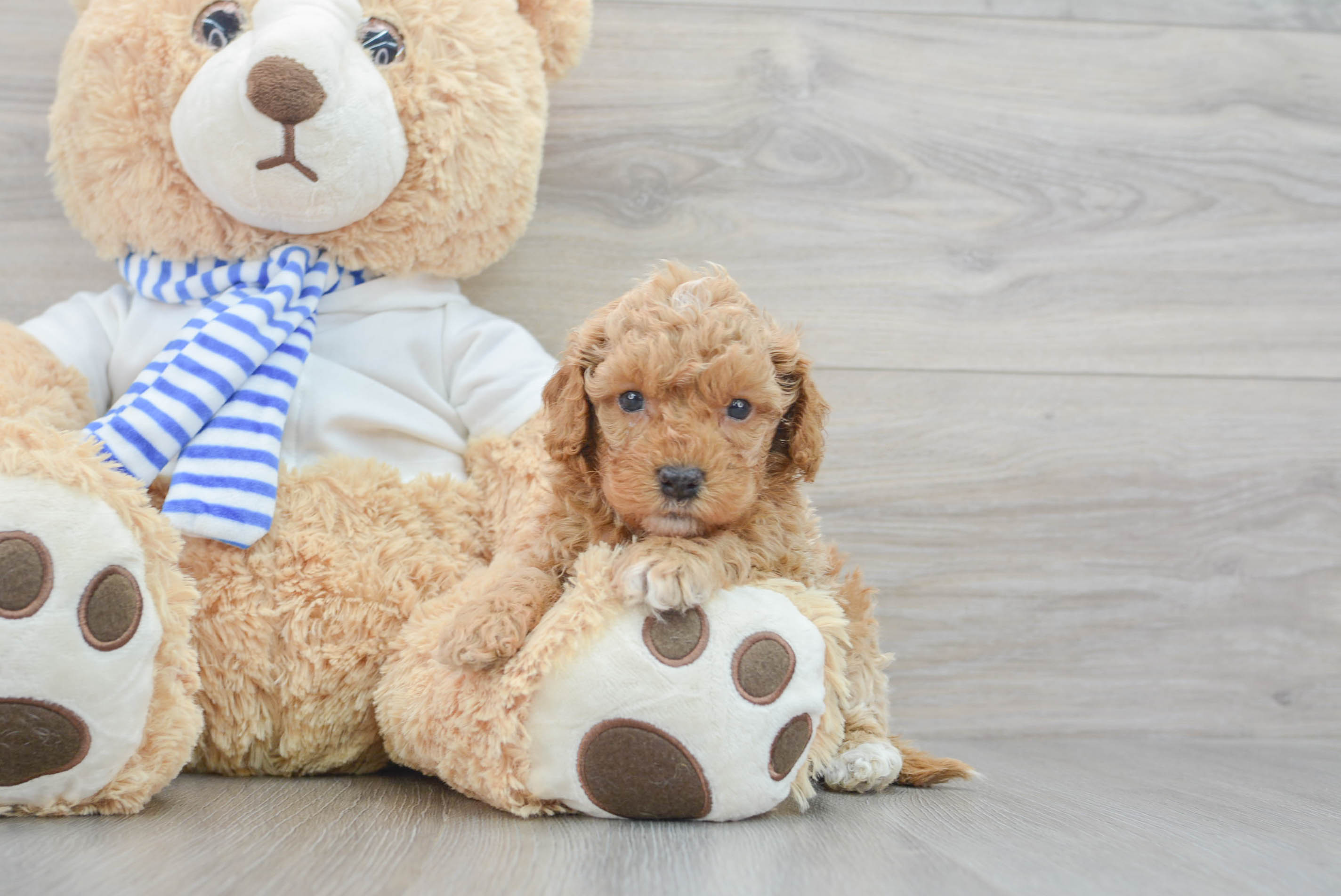 Cockapoo Pup Being Cute