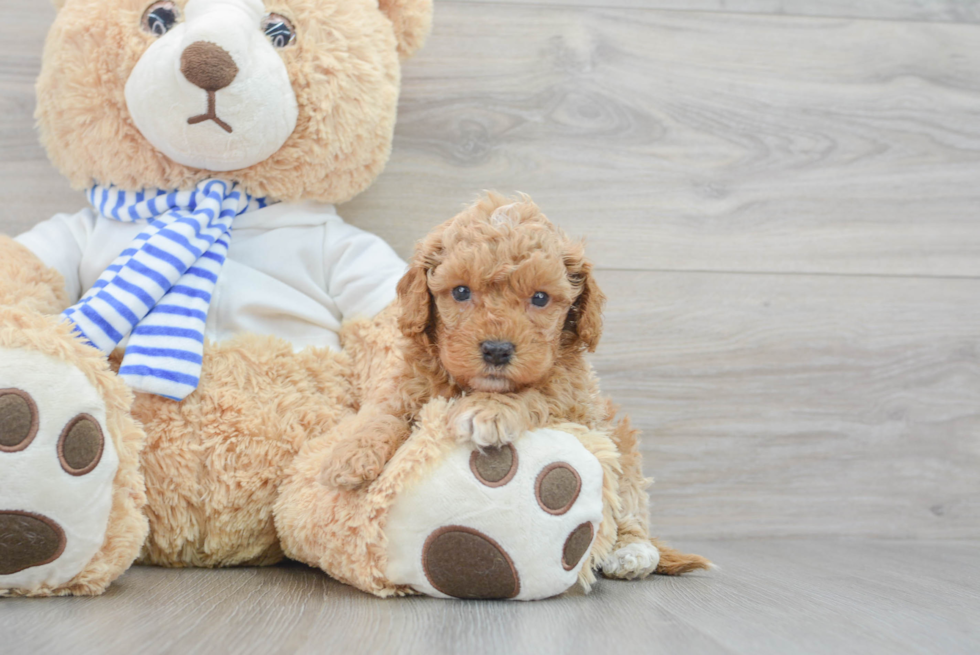 Cockapoo Pup Being Cute