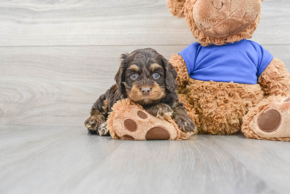 Cockapoo Pup Being Cute
