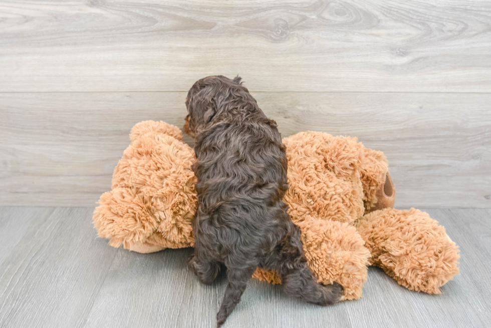Sweet Cockapoo Baby