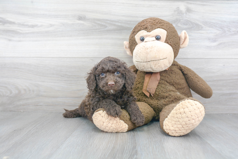 Little Cockerpoo Poodle Mix Puppy