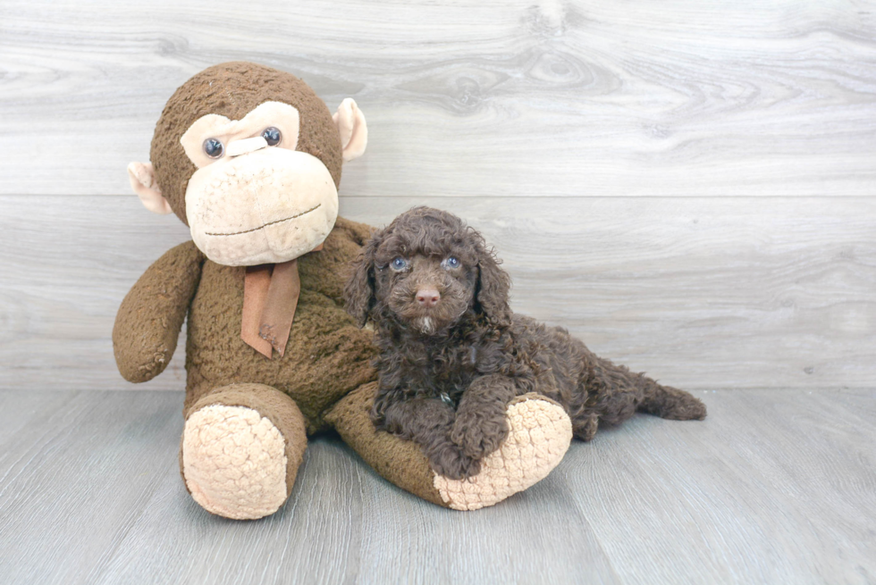 Funny Cockapoo Poodle Mix Pup