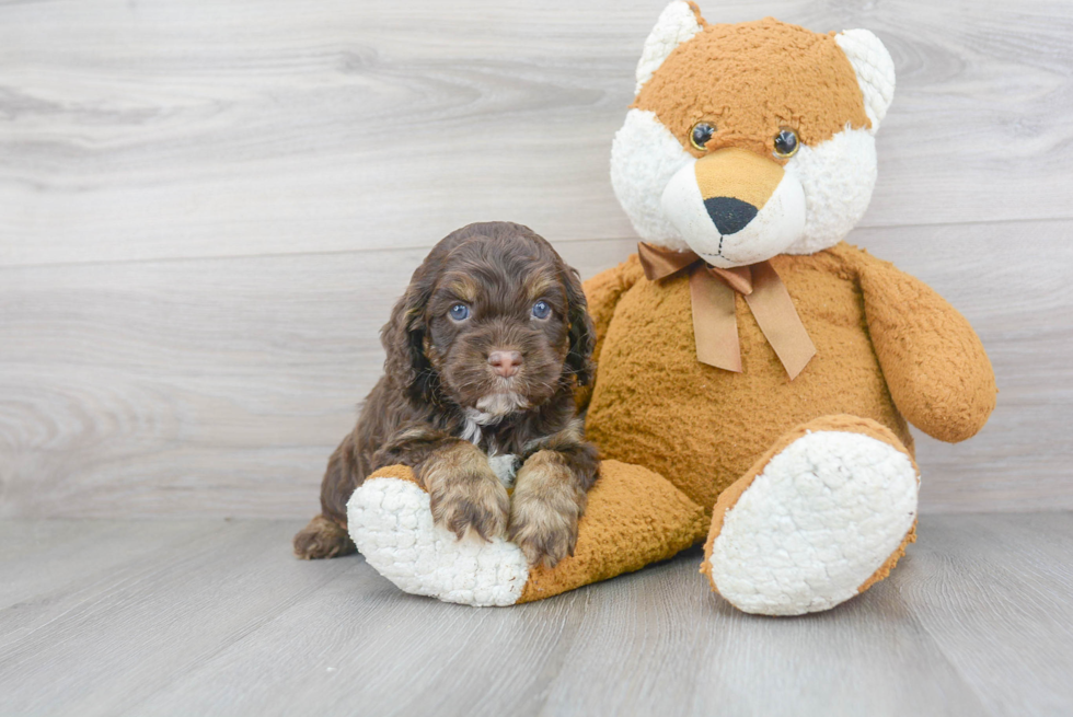 Best Cockapoo Baby