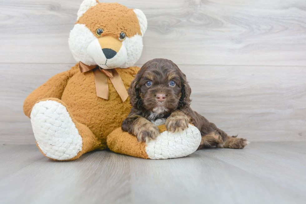 Funny Cockapoo Poodle Mix Pup