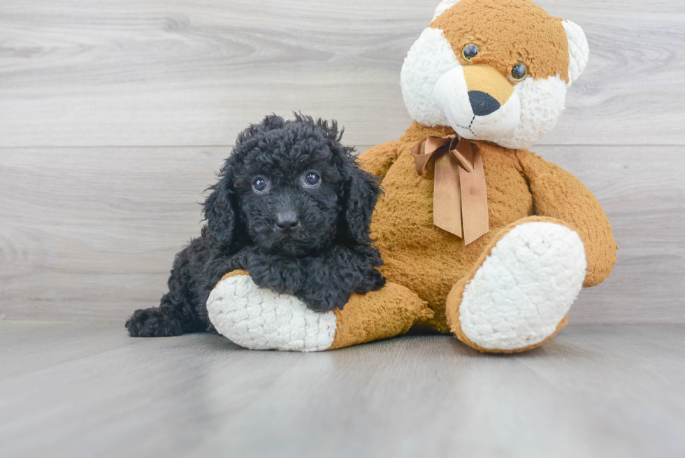 Cockapoo Pup Being Cute