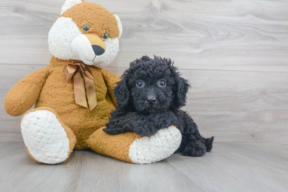 Cockapoo Puppy for Adoption