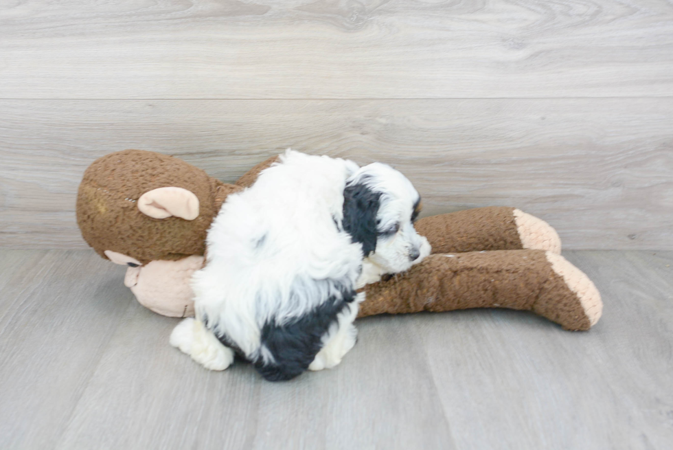 Cute Cockapoo Baby