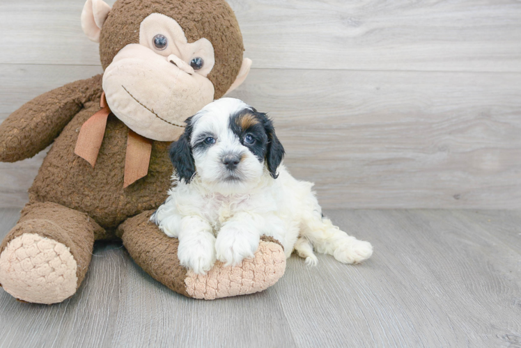 Cockapoo Pup Being Cute