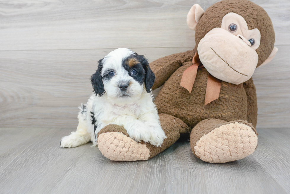 Cockapoo Pup Being Cute