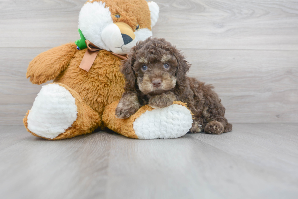 Cockapoo Puppy for Adoption