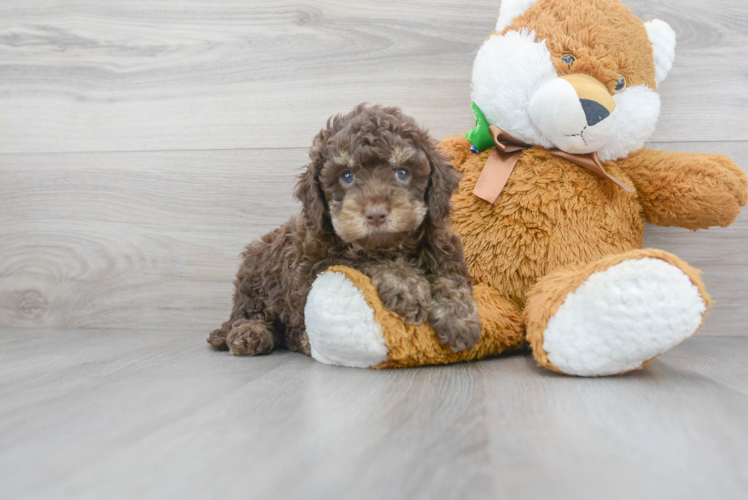Cute Cockerpoo Poodle Mix Puppy