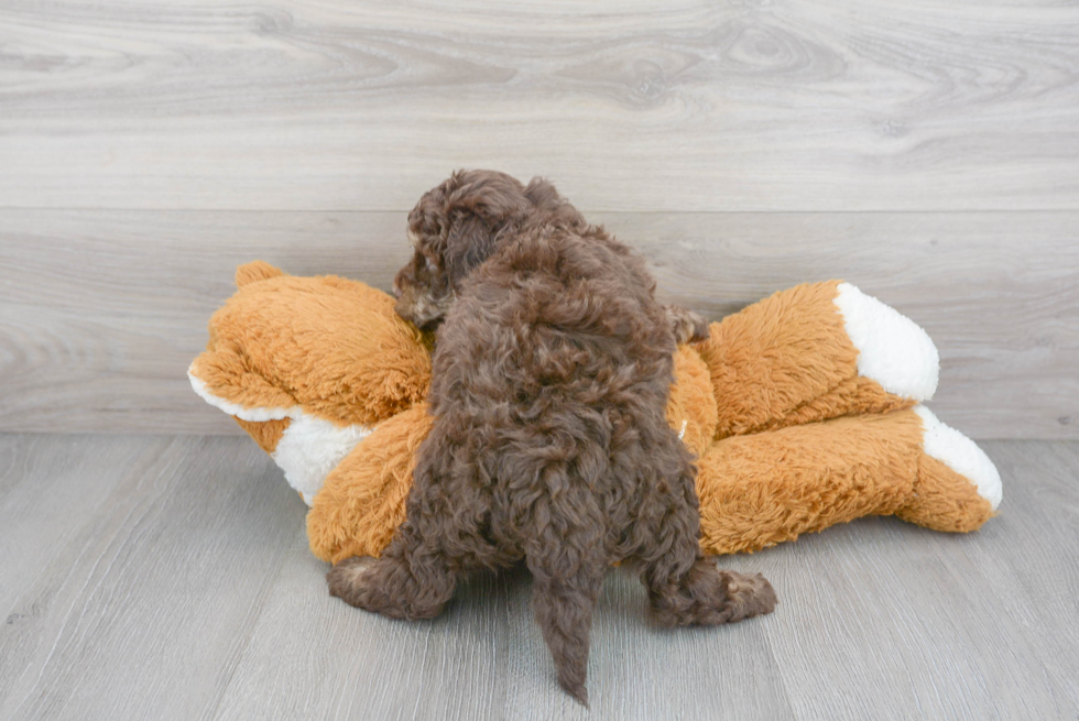 Cute Cockapoo Baby