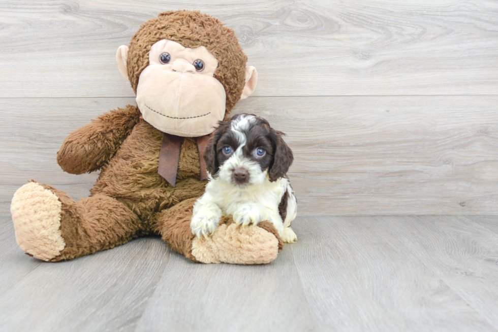 Cockapoo Pup Being Cute