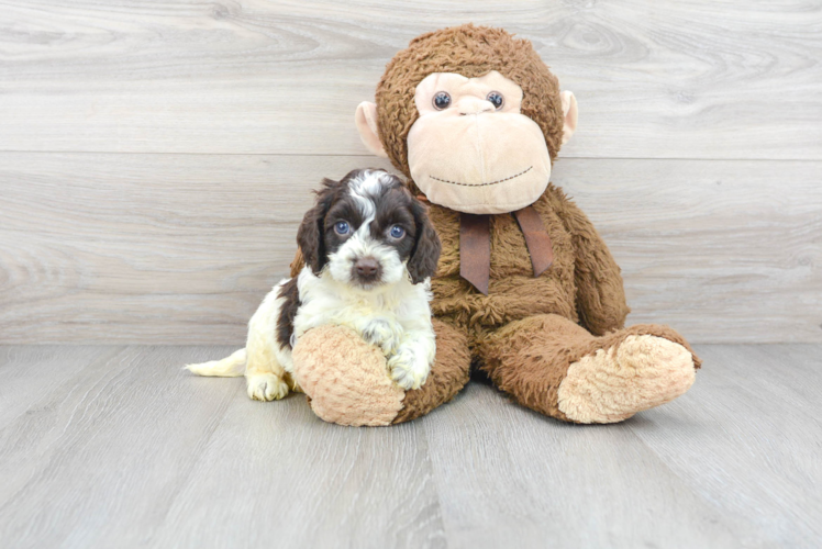 Energetic Cockerpoo Poodle Mix Puppy