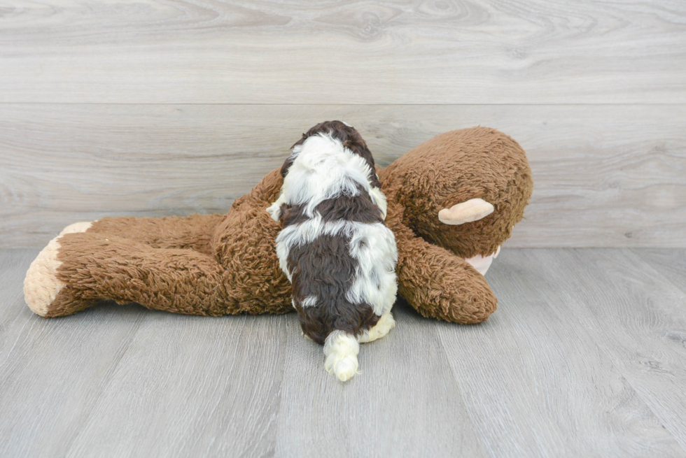 Friendly Cockapoo Baby