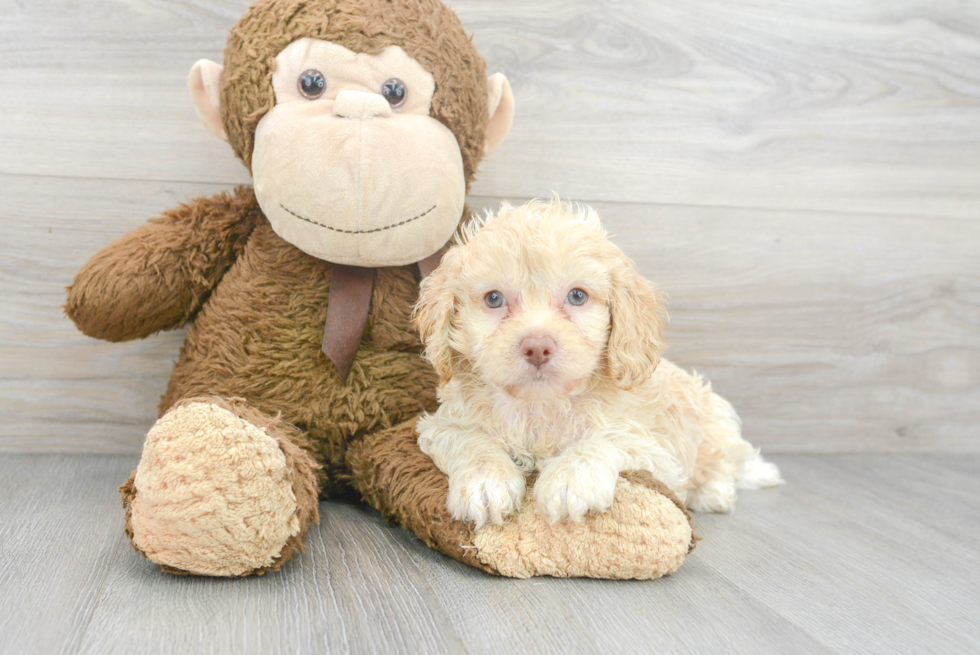 Best Cockapoo Baby