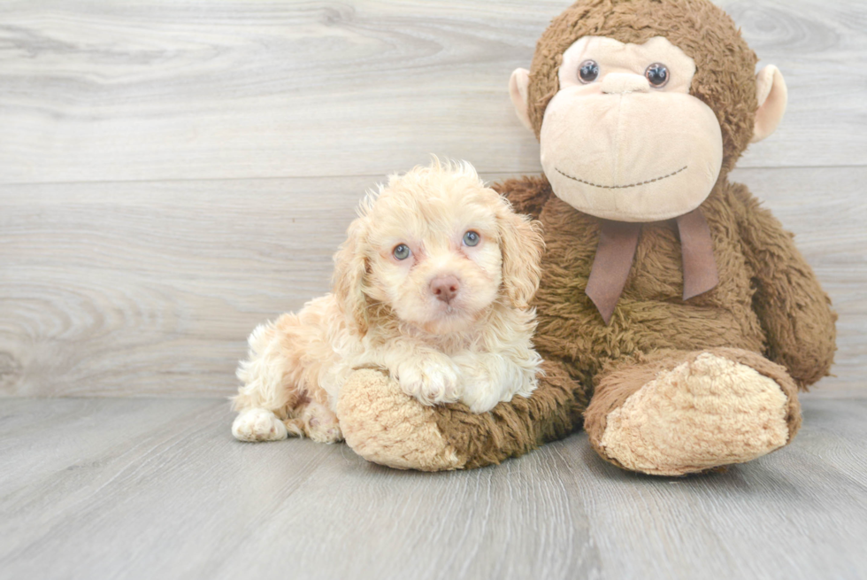 Popular Cockapoo Poodle Mix Pup