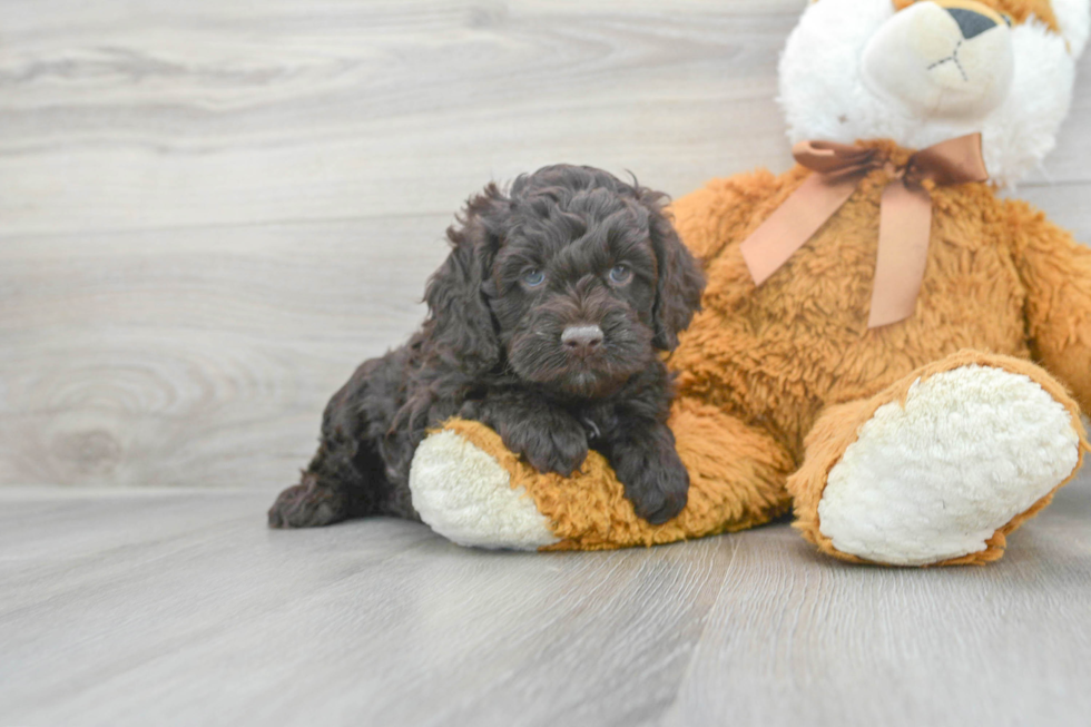 Fluffy Cockapoo Poodle Mix Pup