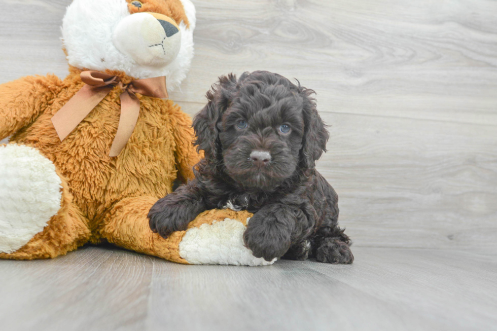 Cockapoo Pup Being Cute