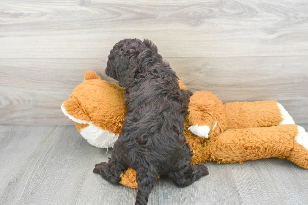 Small Cockapoo Baby