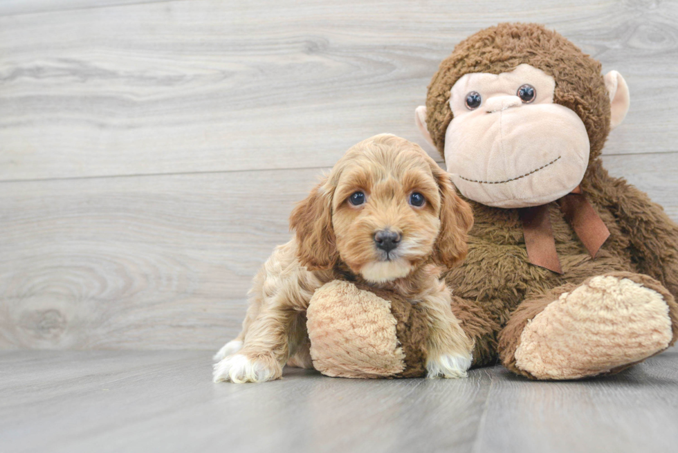 Best Cockapoo Baby